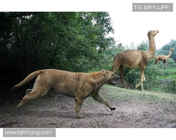 足球四大球星与动物形象对比分析 谁是场上最强猛兽